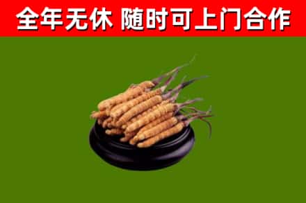 河池回收冬虫夏草