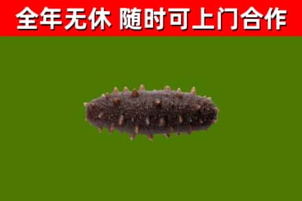 河池回收海参干